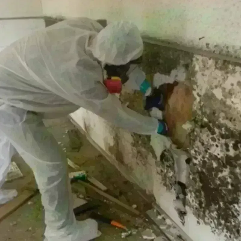 Mold Remediation and Removal in San Miguel County, NM